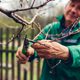 tree-care-corpus-christi-image-3