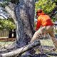 tree-care-corpus-christi-image-5