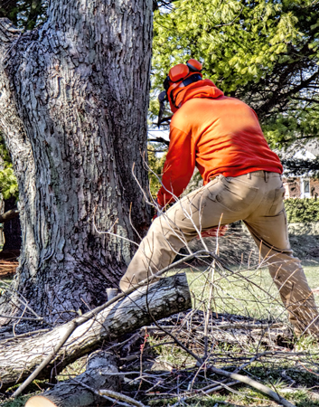 tree service corpus christi