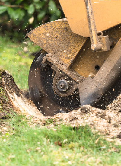 stump removal corpus christi