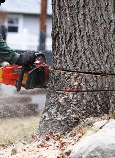 professional cutter cutting a large tree