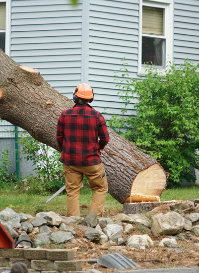 professional cutter timbered a tree