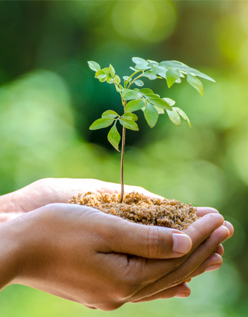 hands with little tree