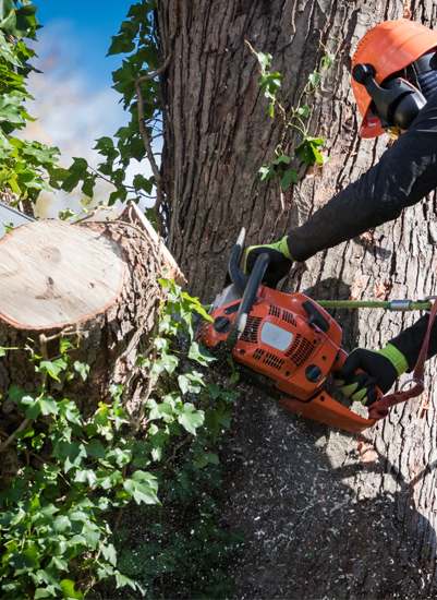 professional cutter pruning a tree