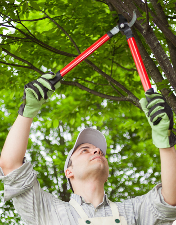 professional cutter tree pruning